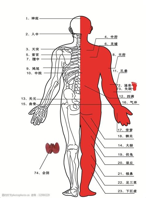 人中部 部位|人体の区分